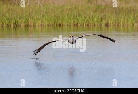 Pélican brun (Pelecanus occidentalis) volant au-dessus du marais marécageux, Galveston, Texas, États-Unis Banque D'Images