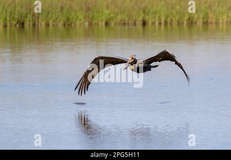 Pélican brun (Pelecanus occidentalis) volant au-dessus du marais marécageux, Galveston, Texas, États-Unis Banque D'Images