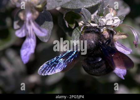 Xylocopa violacea ou abeille violette de carpentier, gros plan Banque D'Images