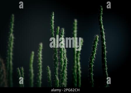 Gros plan sur une texture cactus vert foncé Banque D'Images