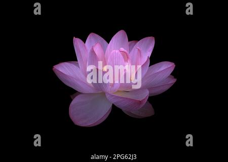 Gros plan de fleur de lotus rose isolée sur fond noir Banque D'Images