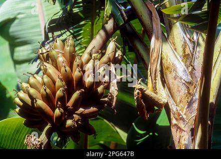 Grappe de fruits d'une plante de banane rouge (Musa acuminata) dans une plantation à Chalakudy, Kerala, Inde du Sud, Inde, Asie Banque D'Images