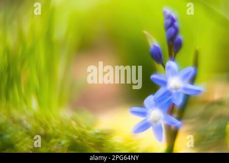 Jacinthe commune (Scilla bifolia), pittoresque, impressionniste, Hesse, Allemagne Banque D'Images