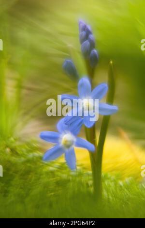 Jacinthe commune (Scilla bifolia), pittoresque, impressionniste, Hesse, Allemagne Banque D'Images