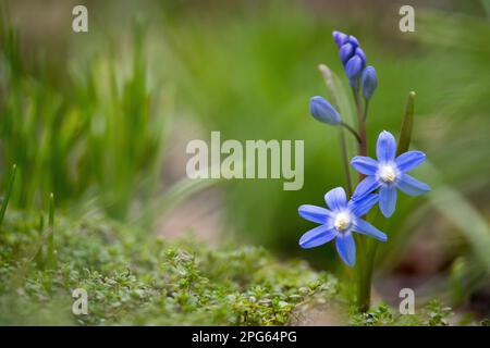 Jacinthe commune (Scilla bifolia), Hesse, Allemagne Banque D'Images