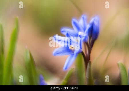 Jacinthe commune (Scilla bifolia), pittoresque, impressionniste, Hesse, Allemagne Banque D'Images