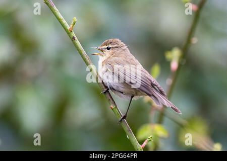 Chifftf commun (Phylloscopus collybita), chant, Hesse, Allemagne Banque D'Images