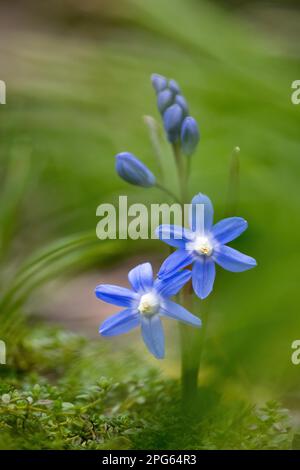 Jacinthe commune (Scilla bifolia), Hesse, Allemagne Banque D'Images