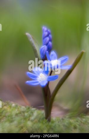 Jacinthe commune (Scilla bifolia), pittoresque, impressionniste, Hesse, Allemagne Banque D'Images