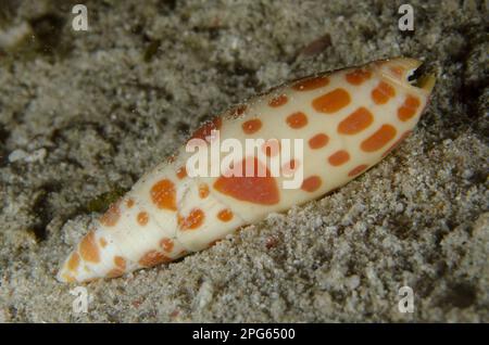 Escargot à onglet, escargots à onglet, autres animaux, escargots marins, escargots, Animaux, mollusques, Mitra mitra (Mitra mitra mitra) adulte, sur le sable, île de Padar Banque D'Images