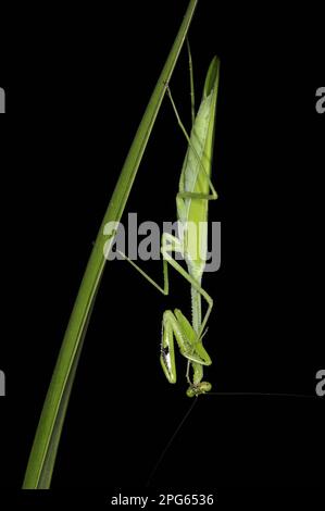 Mantis de prière adulte (Stagmatoptera binotata), reposant sur une feuille la nuit, forêt tropicale d'Iwokrama, Guyana Banque D'Images