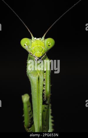 Mantis de prière adulte (Stagmatoptera binotata), gros plan de la tête et des jambes avant, la nuit, forêt tropicale d'Iwokrama, Guyana Banque D'Images