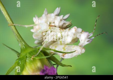 Pseudocreobotra wahlbergii Spiny Fleur épineux mantis (Pseudocreobotra wahlbergii), Spiny Fleur Mantis, sous-adulte, reposant sur la fleur, Tanzanie Banque D'Images