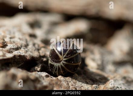 Comprimé commun millipede (Glomeris marginata) adulte, roulé, sur l'écorce, Norfolk, Angleterre, Royaume-Uni Banque D'Images