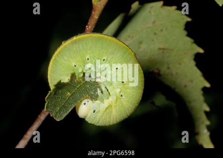 Grande mouche à bois de bouleau (Symphyta) (Cimbex femoratus), grande mouche à bois, guêpes de feuilles de bouleau à boutons, autres animaux, insectes, animaux, grande larve de la mouche à bois de bouleau Banque D'Images