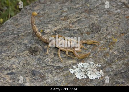 Scorpion européen commun (Buthus occitanus) adulte, avec queue élevée dans la posture de menace, Extremadura, Espagne Banque D'Images