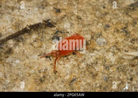 Acariens de velours, acariens de velours, autres animaux, animaux, arachnides, Cerf-volant rouge (Trombidium sp.) Adulte, Espagne Banque D'Images