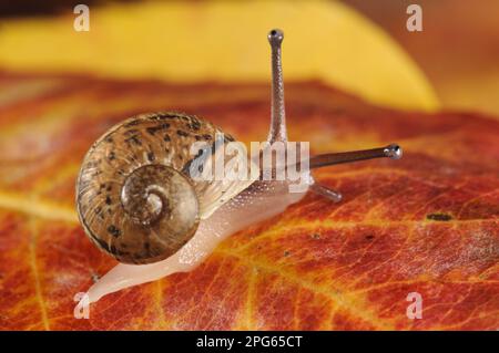 Escargot de jardin (Helix aspersa) bébé, sur la feuille d'automne dans le jardin, Belvedere, Bexley, Kent, Angleterre, Royaume-Uni Banque D'Images