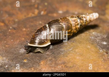 Escargot à fermeture lisse (Cochlodina laminata), escargots à fermeture lisse, autres animaux, escargots, animaux, mollusques, Escargot de porte tressé, pour adulte, on Banque D'Images