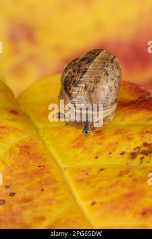 Escargot de jardin (Helix aspersa) bébé, rétraction lente des trottoirs et abaissement de la coquille, sur la feuille d'automne dans le jardin, Belvedere, Bexley, Kent, Angleterre, Unis Banque D'Images