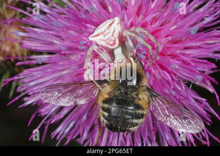 Araignée de crabe (Thomisus onustus) adulte, se nourrissant de la proie de la mouche d'abeille (Flenia fasciata) en fleur, près de Minerve, Herault, Languedoc-Roussillon, France Banque D'Images