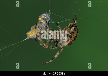 Araignée de jardin européenne adulte (Araneus diadematus) enveloppant la soie autour de la proie de la guêpe commune (Vespula vulgaris) dans le web, Oxfordshire Banque D'Images