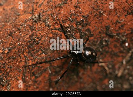 Autres animaux, araignées, Arachnides, animaux, araignée à capuchon, Armoire araignée à pieds en peigne foncé (Steatoda grossa) adulte, dans un pot à fleurs vide, Hampshire Banque D'Images