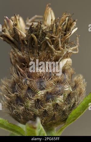 Araignée de crabe (Xysticus cristatus) adulte, camouflage sur la tête de semence, Yorkshire du Sud, Angleterre, Royaume-Uni Banque D'Images