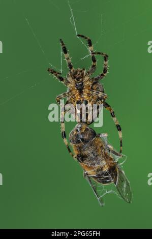 Araignées de jardin, araignées de jardin, araignées de jardin, araignées de jardin européennes (Araneus diadematus), autres animaux, araignées, Arachnides Banque D'Images