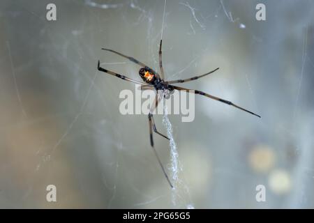 Araignée à boutons de chaussures, veuve noire, veuves noires du sud, veuves noires, autres animaux, Araignées, Arachnides, animaux, araignée à capuchon, veuve noire méridionale Banque D'Images