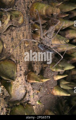 Scorpion whip sans feu arrière (Heterophrynus sp.) Adulte, en attente de proies sur le tronc d'un arbre épineux, Station biologique de Los Amigos, Madre de Dios Banque D'Images