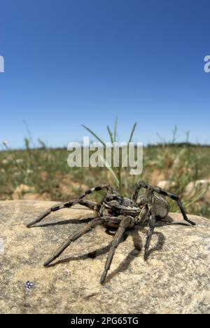 La femme adulte de Narbonne (Lycosa narbonensis), sur la roche en habitat, Saint Martin de Crau, Bouches-du-Rhône, France Banque D'Images