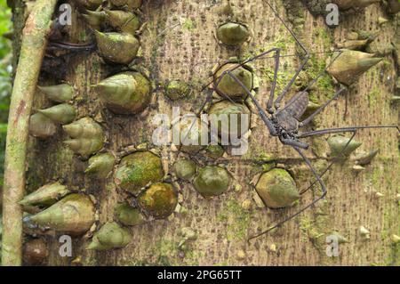 Scorpion whip sans feu arrière (Heterophrynus sp.) Adulte, en attente de proies sur le tronc d'un arbre épineux, Station biologique de Los Amigos, Madre de Dios Banque D'Images