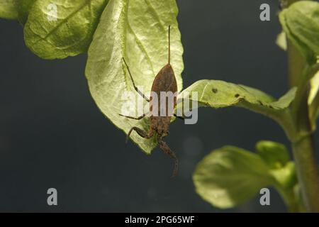 Water Scorpion (NEPA cinerea) adulte, sur les feuilles sous-marines, Midlands, Angleterre, Royaume-Uni Banque D'Images