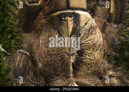 Ornamental à frange (Poecilotheria ornata) Tarantula sous-adulte, gros plan de céphalothorax, montrant le phénotype gynandromorphique, le côté gauche est 'male' et Banque D'Images