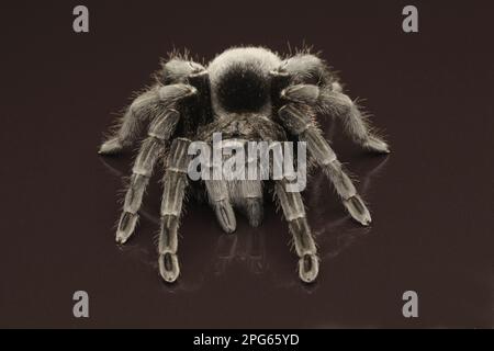 Araignée d'Uruguay noire (Grammostola pulchra), araignée d'Uruguay noire, autres animaux, araignées, Arachnidés, animaux, Tarantules, araignées de loup Banque D'Images