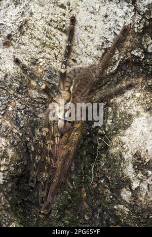 Ornamentelle à franges (Poecilotheria ornata) Tarantula sous-adulte, présentant un phénotype gynandromorphique, le côté gauche est 'male' et le côté droit est 'femelle' Banque D'Images