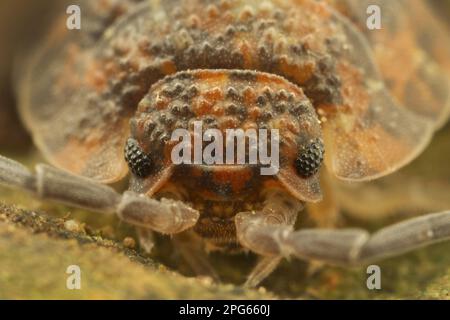 Common Rough Woodlase (Oniscus asellus) adulte, gros plan de la tête, Leicestershire, Angleterre, Royaume-Uni Banque D'Images