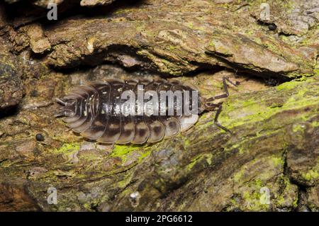 Maison à bois commune (Oniscus asellus) adulte, sur bois mort, réserve naturelle Crossness, Bexley, Kent, Angleterre, Royaume-Uni Banque D'Images