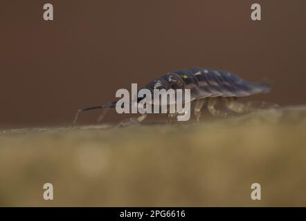 Common Woodlase (Oniscus asellus) adulte, Sheffield, Yorkshire du Sud, Angleterre, Royaume-Uni Banque D'Images