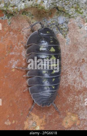 Comprimé du Sud Woodlose (Armadillidium depressum) adulte, sur le mur de l'ancien jardin, pays de Galles du Sud, Royaume-Uni Banque D'Images