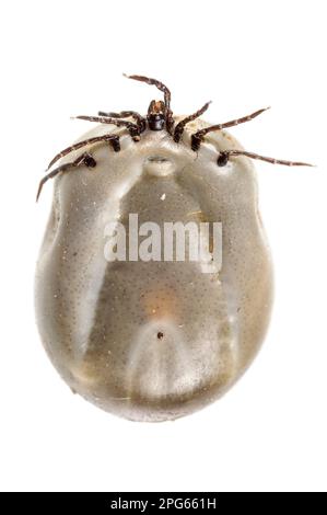 Tiques de ricin (Ixodes ricinus), tiques, tiques, autres animaux, animaux, Arachnides, mouton Tick adulte, plein de sang ingéré Banque D'Images