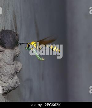 Guêpe d'argile, guêpe sociale (Vespidae), autres animaux, insectes, animaux, Guêpe potier (Eulènes flavi pinta) en vol, en prenant de la nourriture pour nicher Banque D'Images