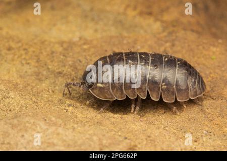 Comprimé commun Woodlose (Armadillidium vulgare) adulte, reposant sur la roche, Leicestershire, Angleterre, Royaume-Uni Banque D'Images