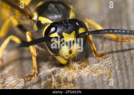 Guêpe allemande (Vespula germanica) adulte, gros plan de la tête, bois à mâcher de la promenade pour faire du papier pour le nid, réserve naturelle de Crossness, Bexley, Kent Banque D'Images