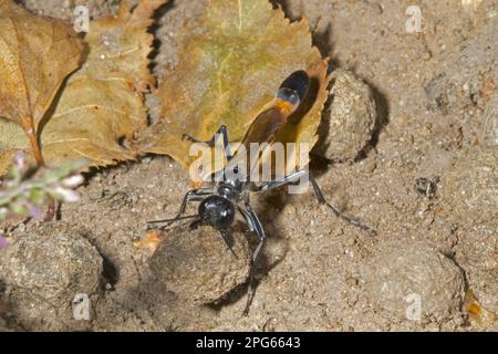 Guêpe de sable commune (Ammophila sabulosa) femelle adulte, avec le lapin européen (Oryctolagus cuniculus) tombant dans des mandibles, utilisé comme 'outil' pour falsifier Banque D'Images