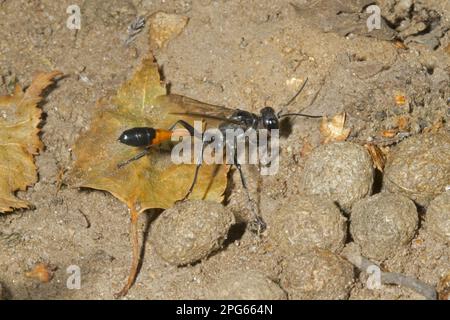 Guêpe de sable commune (Ammophila sabulosa) femelle adulte, parmi les excréments de lapin européen (Oryctolagus cuniculus) près de nesthole, Norfolk, Angleterre, United Banque D'Images