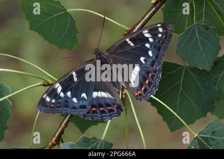 Peuplier peuplier peuplier amiral (Limenitis populi) mâle adulte reposant sur les feuilles de peuplier faux-tremble (Populus tremula), plante alimentaire larvaire, italien Banque D'Images