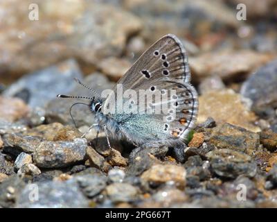 Géranium Argus (Plebejus eumedon) adulte, eau potable minéraux du sol, Alpes italiennes, Italie Banque D'Images