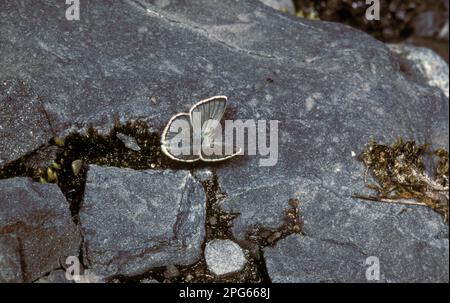 Plebejus pyrenaicus, Plebeius pyrenaicus, Blue, Blue papillons, autres animaux, Insectes, papillons, animaux, Gavarnie Blue (Agriades pyrenaicus) Banque D'Images